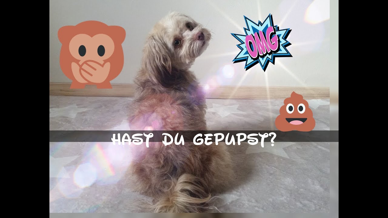 Lustiger Hundetrick: Hast du gepupst? / Funny Dogtrick - YouTube