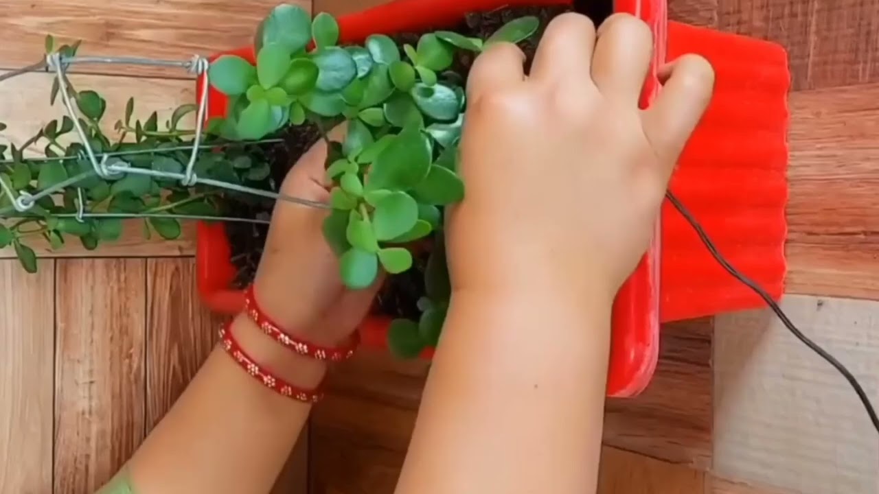 This jade plant topiary is a work in progress