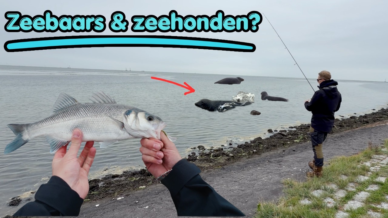 Zeebaars vissen op Terschelling en zeehonden spotten!