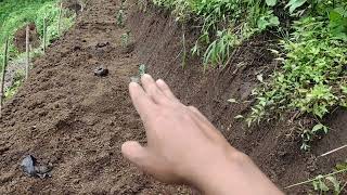 #KopiArabika Begini cara Tanam kopi di lahan miring, Biar tidak longsor.