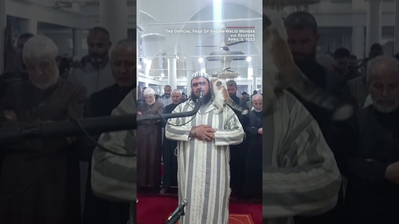 Cat Jumps On Sheikh Leading Prayer See His Reaction