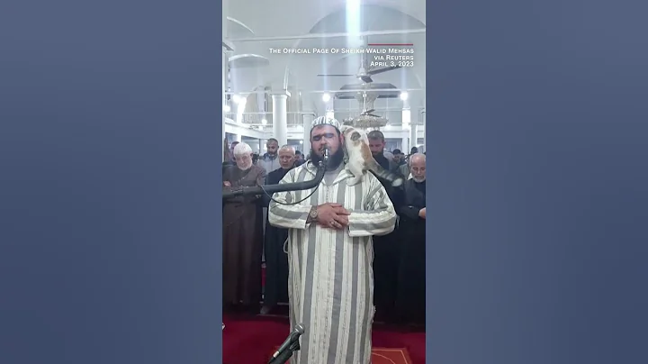 Cat jumps on sheikh leading prayer. See his reaction - DayDayNews