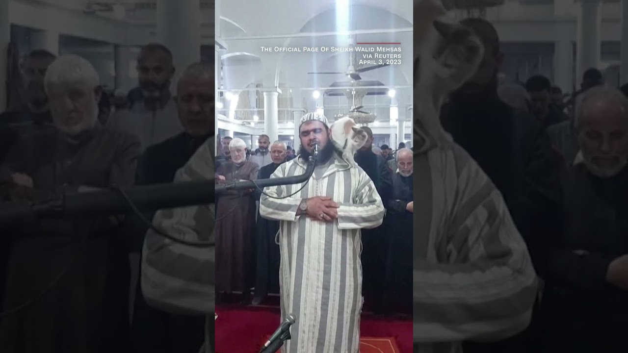 The cat jumps the sheikh prayer leader.  Watch his reaction