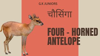 Four Horned Antelope | G.K Juniors