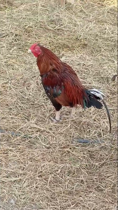 Koji the Rooster Running to Be Held by His Favorite Human || ViralHog