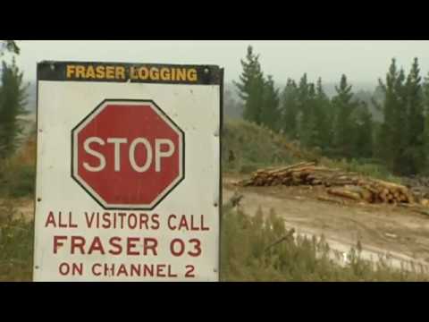 Forestry Industry On Notice After Devastating Tolaga Bay Debris Clean Up Expected To Cost 10m 