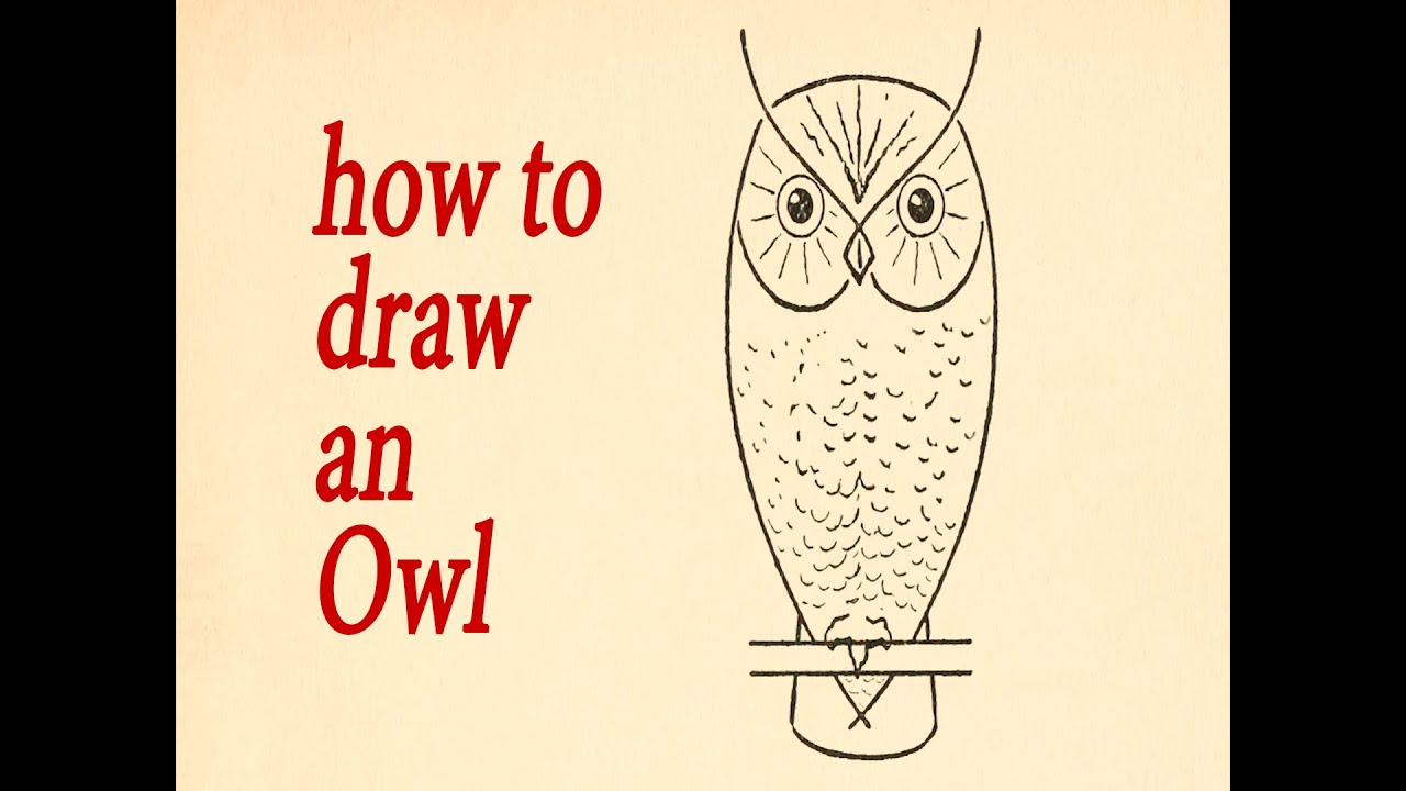 owl what to draw and how to do it an owl youtube