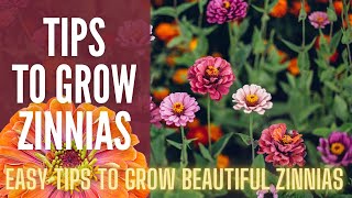 5 Tips To Grow AMAZING Zinnias  || How To Grow Zinnias || Cut Flower Garden