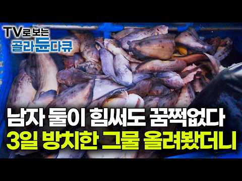 옛날엔 못생겨서 천대받다 지금은 없어서 못 파는 <strong>대물</strong> 생선｜술꾼들이 환장한다는 겨울 바다 최고 별미 꼼치｜물메기, 물잠뱅이, 물텀벙이｜바닷가 사람들｜#골라듄다큐