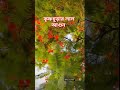 কৃষ্ণচূড়ার লাল আগুন #shorts #shortvideo