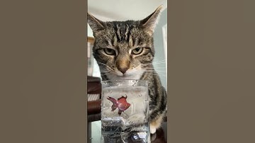 AI generated video - Add a fish into the glass