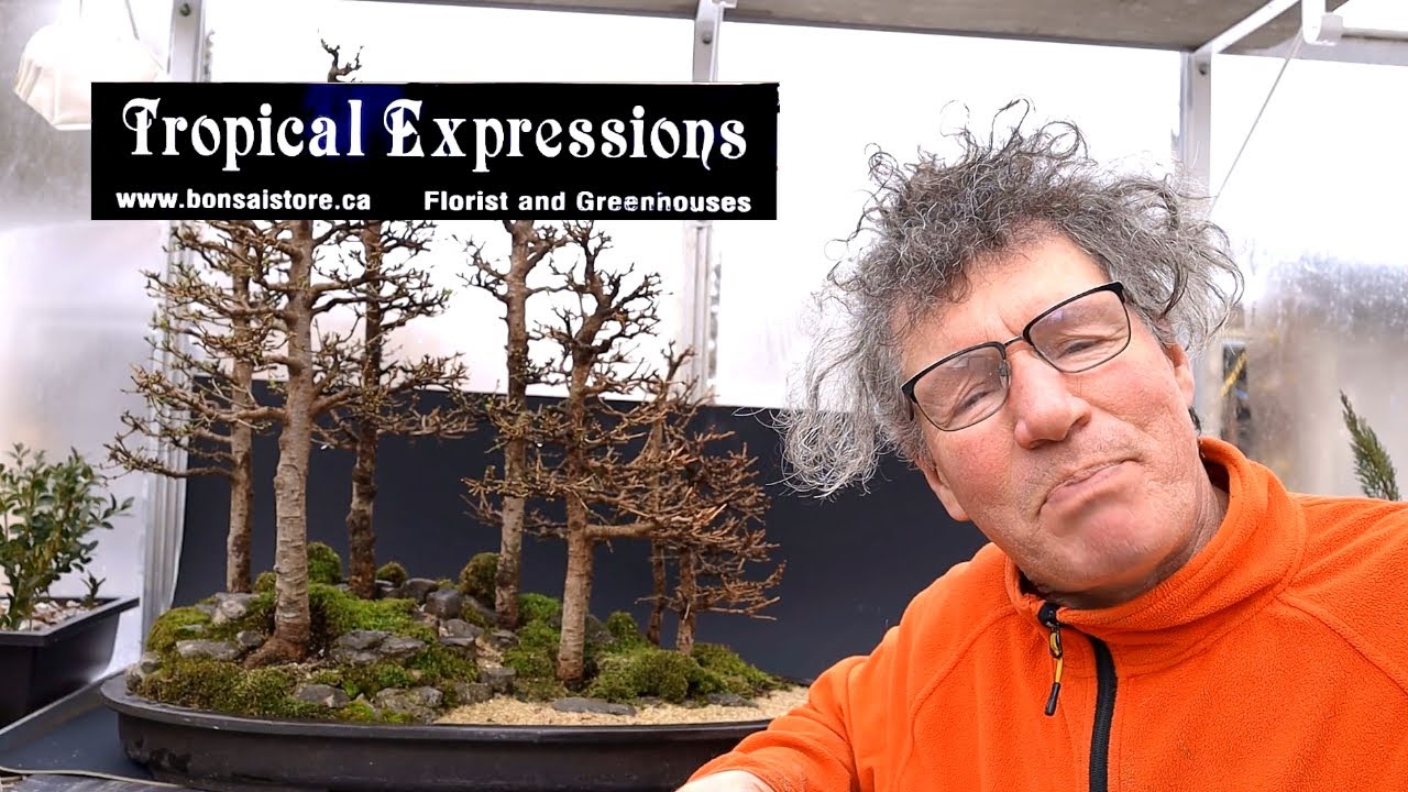 Tropical Expressions, Bonsai Announcement! YouTube