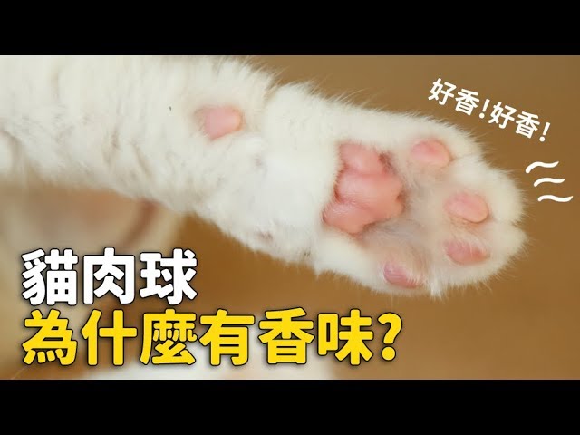 【貓肉球為什麼有香味？】志銘與狸貓