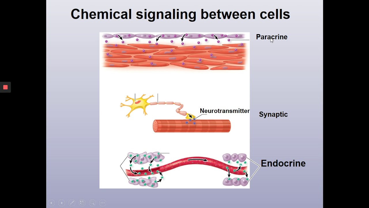 Endocrine System, Hormones & Their Actions, 1 - YouTube