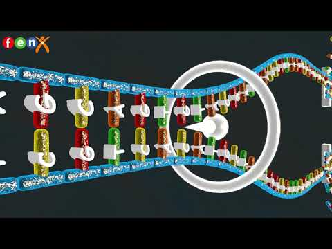 8.Sınıf 2.Ünite(DNA ve Genetik Kod) DNA'nın Kendini Eşlemesiyle ilgili 3D Animasyonu
