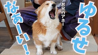 家に帰ってきたと思ったらすぐ出かける長男が許せないコーギー犬 by コギチューブ【犬と猫のゆるい生活】 35,706 views 3 days ago 10 minutes, 9 seconds