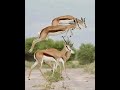 تراث الربابه العزف ابرهيم الشريف رحمه الله ي حنيني غرب كردفان البقاره تراث الربابه المسريه تراث الربابه العزف ابرهيم الشريف رحمه الله ي حنيني غرب كردفان البقاره تراث الربابه المسريه