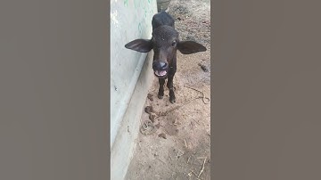 Baby buffalo sound #shortvideo #short #animals #village #shortsvideo #buffalo #calf