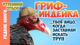 видео: Гриф-индейка - птица с обонянием поисковой ищейки. Варвара Миронова картинка: Гриф-индейка - птица с обонянием поисковой ищейки. Варвара Миронова