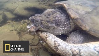 強力なアゴで水蛇を捕食するカミツキガメ Sekaiki Youtube