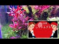 10分ずっと赤い水草レッドルブラ【Ludwigia glandulosa】脇芽が凄い！RGB投光器設置からやばい！昔からあるポピュラーで安価なのに魅力的になったきた。ロタラspHraより赤いか？