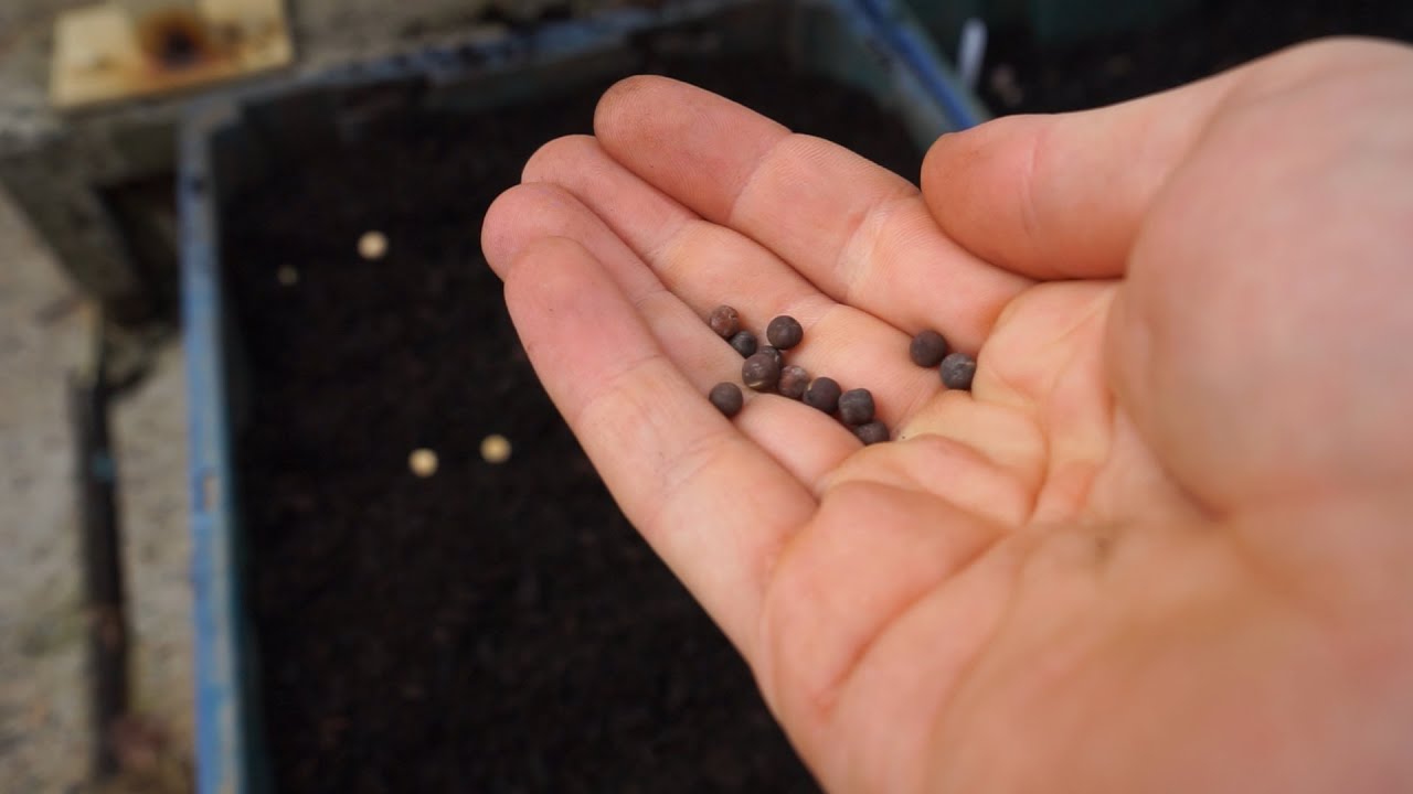 How to Plant Vegetable Seeds YouTube
