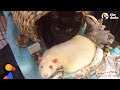 Rats Take Care of Rescue Kittens | The Dodo