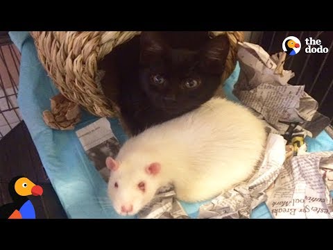 Video: NoBowl barošanas sistēma ļauj jūsu kaķim spēlēt ar savu ēdienu