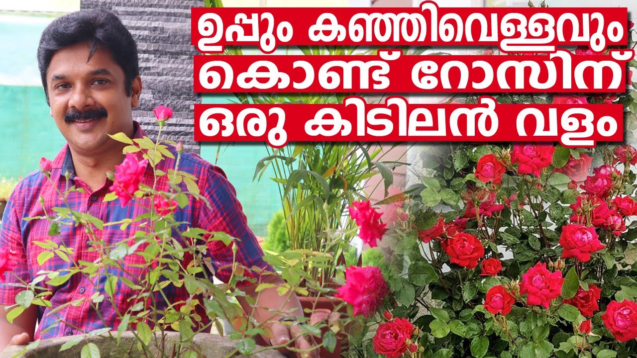 ഉപ്പും കഞ്ഞിവെള്ളവും കൊണ്ട് റോസിന് ഒരു കിടിലൻ വളപ്രയോഗം | Rose increasing tips