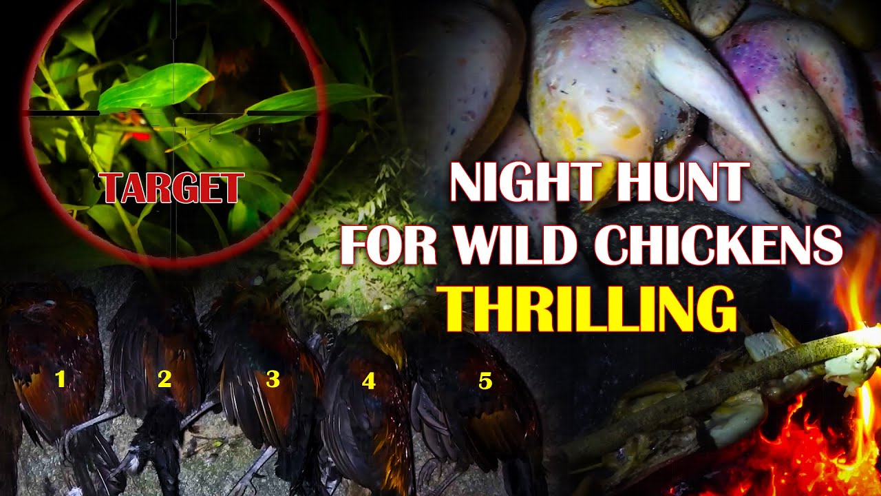 Nighttime Jungle Hunt for Wild Chickens – Thrilling & Intense!🌙🐔