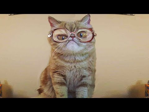 Я РЖАЛ ПОЛ ЧАСА / СМЕШНЫЕ ЖИВОТНЫЕ , КОТЫ СОБАКИ И ДРУГИЕ