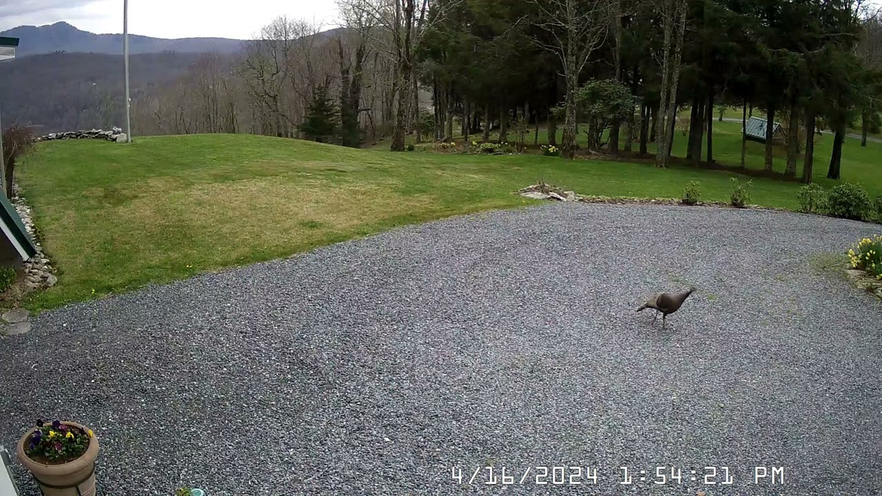 Turkey in Driveway