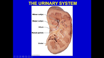 anatomy physiology 2 ch24 urinary