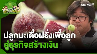 ปลูกมะเดื่อฝรั่งเพื่อลูก สู่ธุรกิจสร้างเงิน | พอดีพอเพียง | วันใหม่วาไรตี้