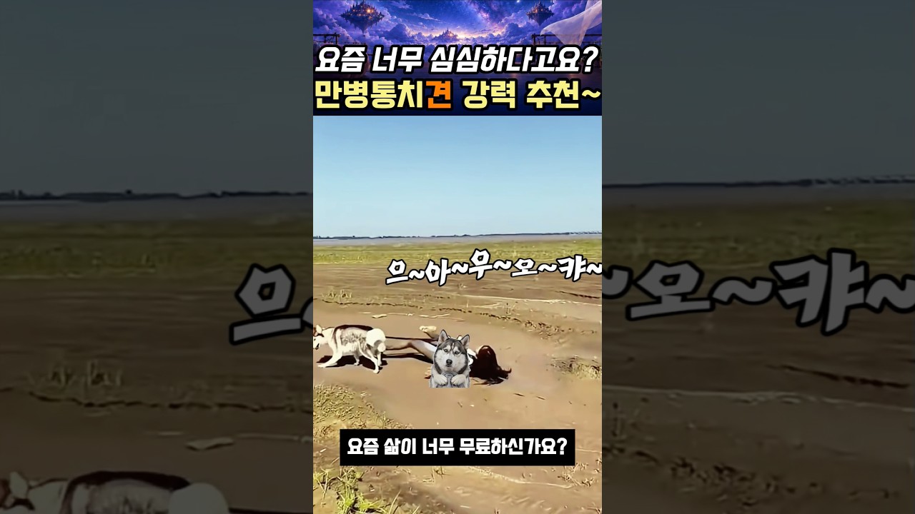 요즘 너무 심심하다고요? 만병통견 강력 추천이요 #허스키 #대환장파티