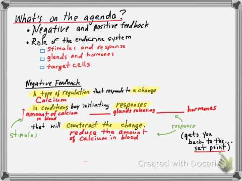 Feedback and the Endocrine System