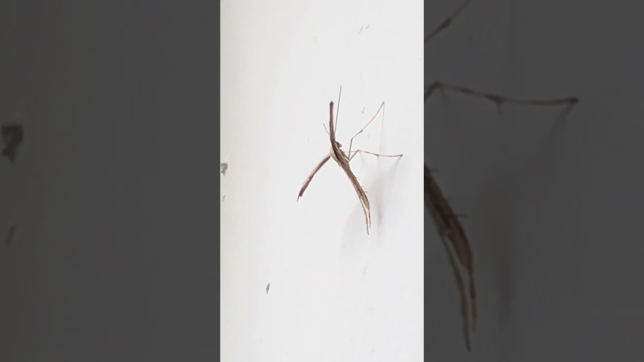 Morning glory plume moth licks my wall 