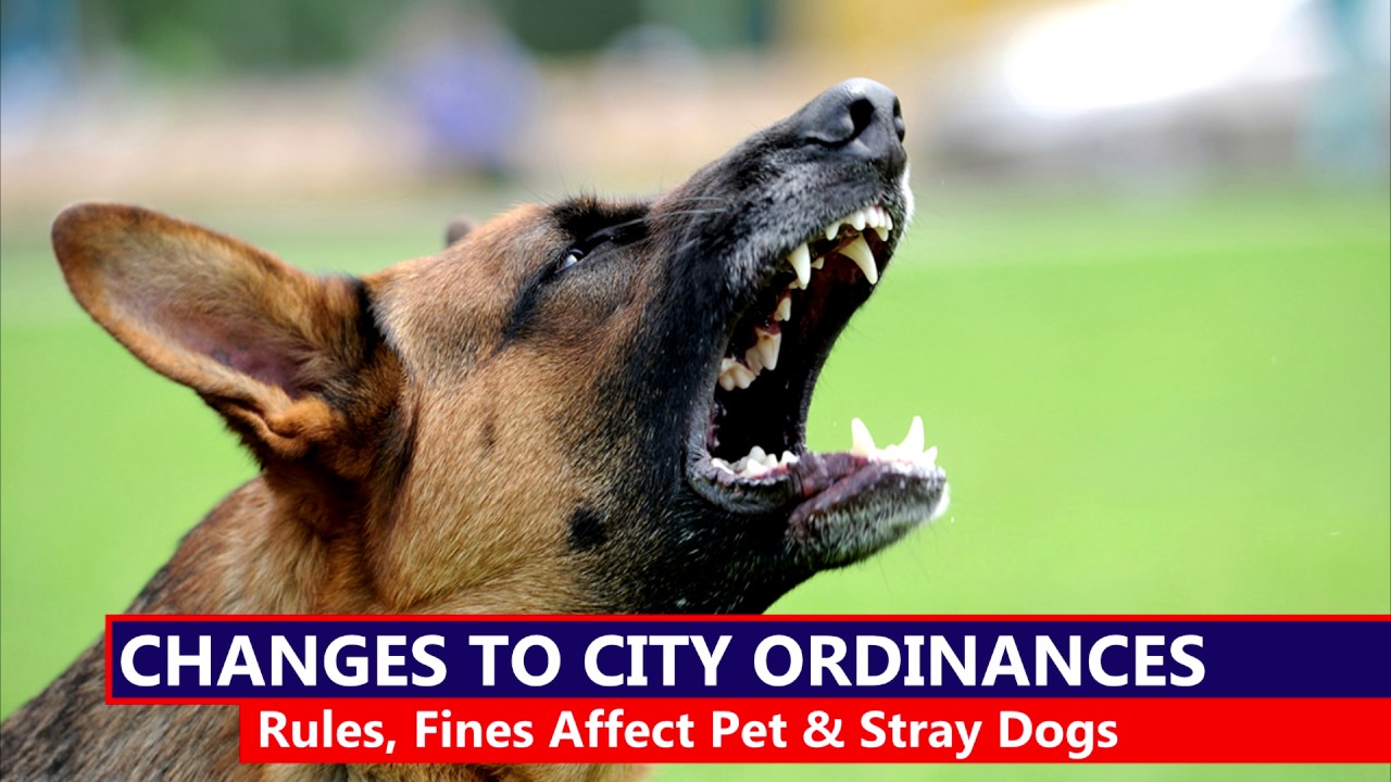 Changes to Sioux Falls Ordinances Affect Pet, Stray Dogs YouTube