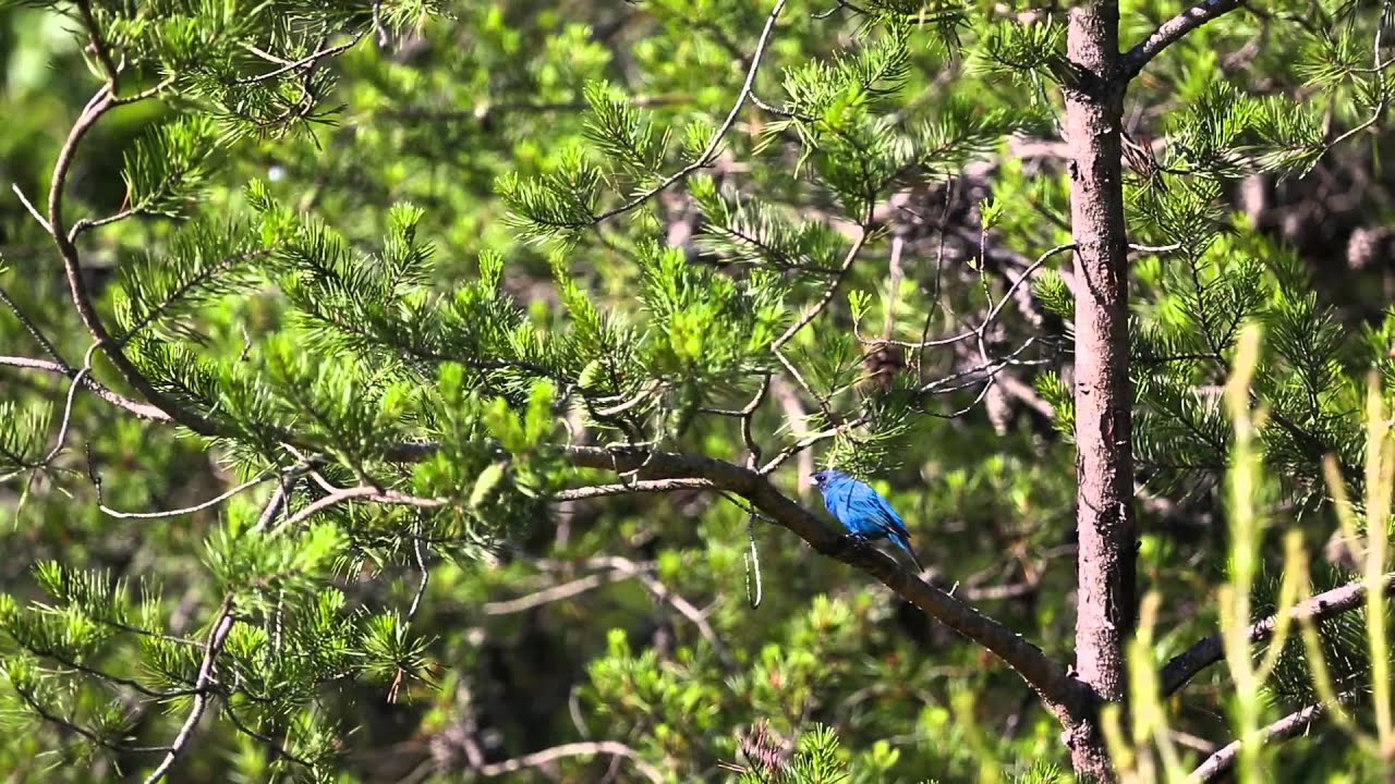 wildlife tea Indigo Bunting