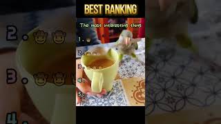 Parrot's hobbies #funny #foryou #funnyvideo #fyp #funnytiktok #Interesting #videos #parrot #prank