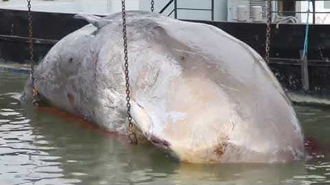 Potvis aangekomen in Harlingen