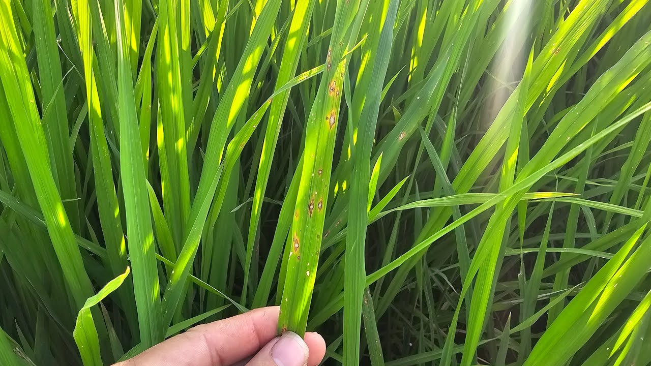 Thuốc Đặt Trị Đạo Ôn Phun 1 Lần Là Hết 