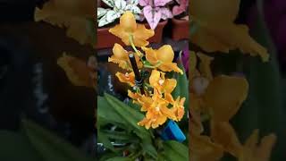 Orquídea Guilherme Arantes