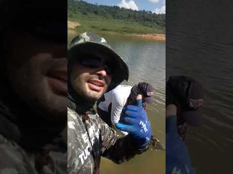 Tucunare solto a vida furnas alfenas