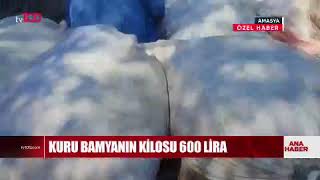 Amasya Tarlalarının Sarı Altını Bamya