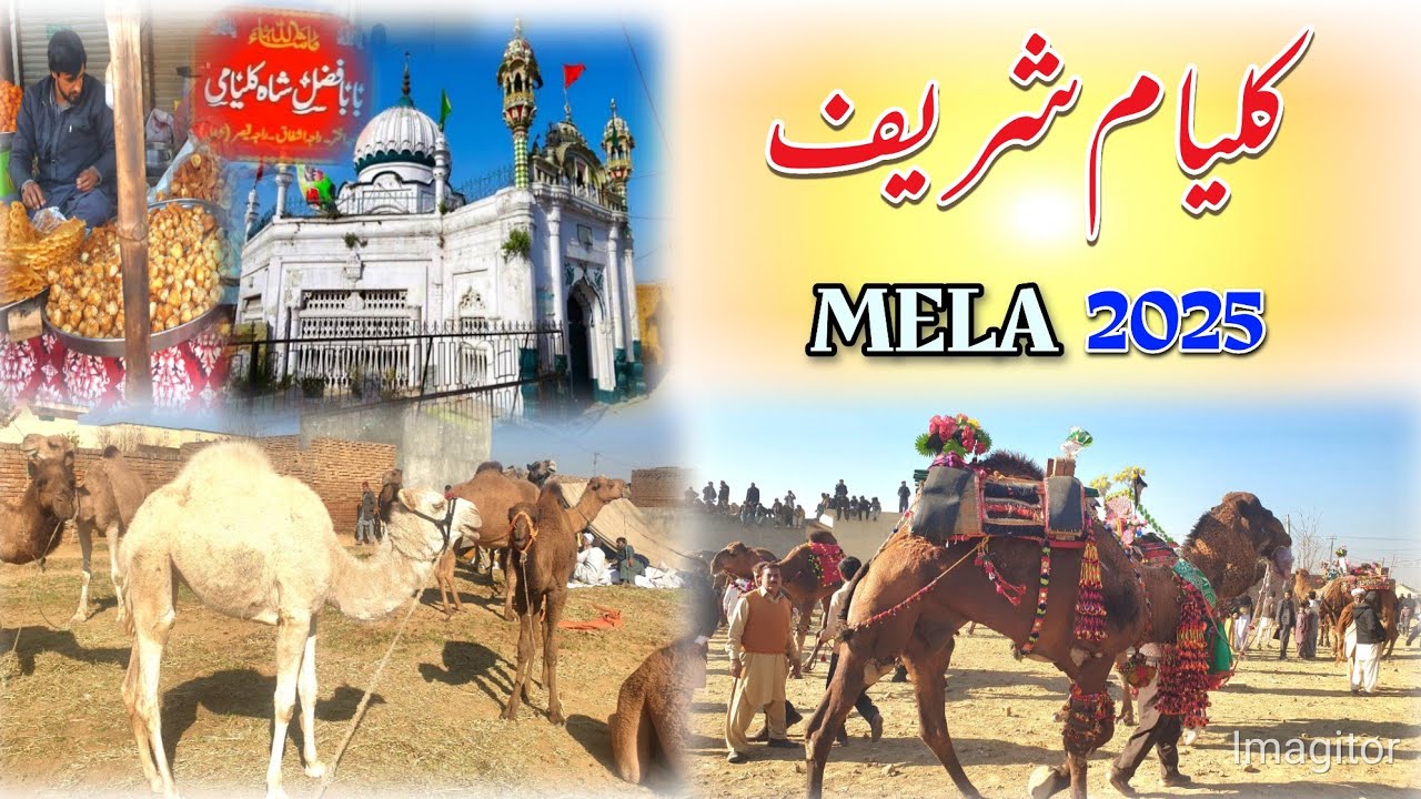 Kalyam Sharif mela 2025 | Biggest camel mela in world | Famous Mela | Camel weightlifting 2025 |