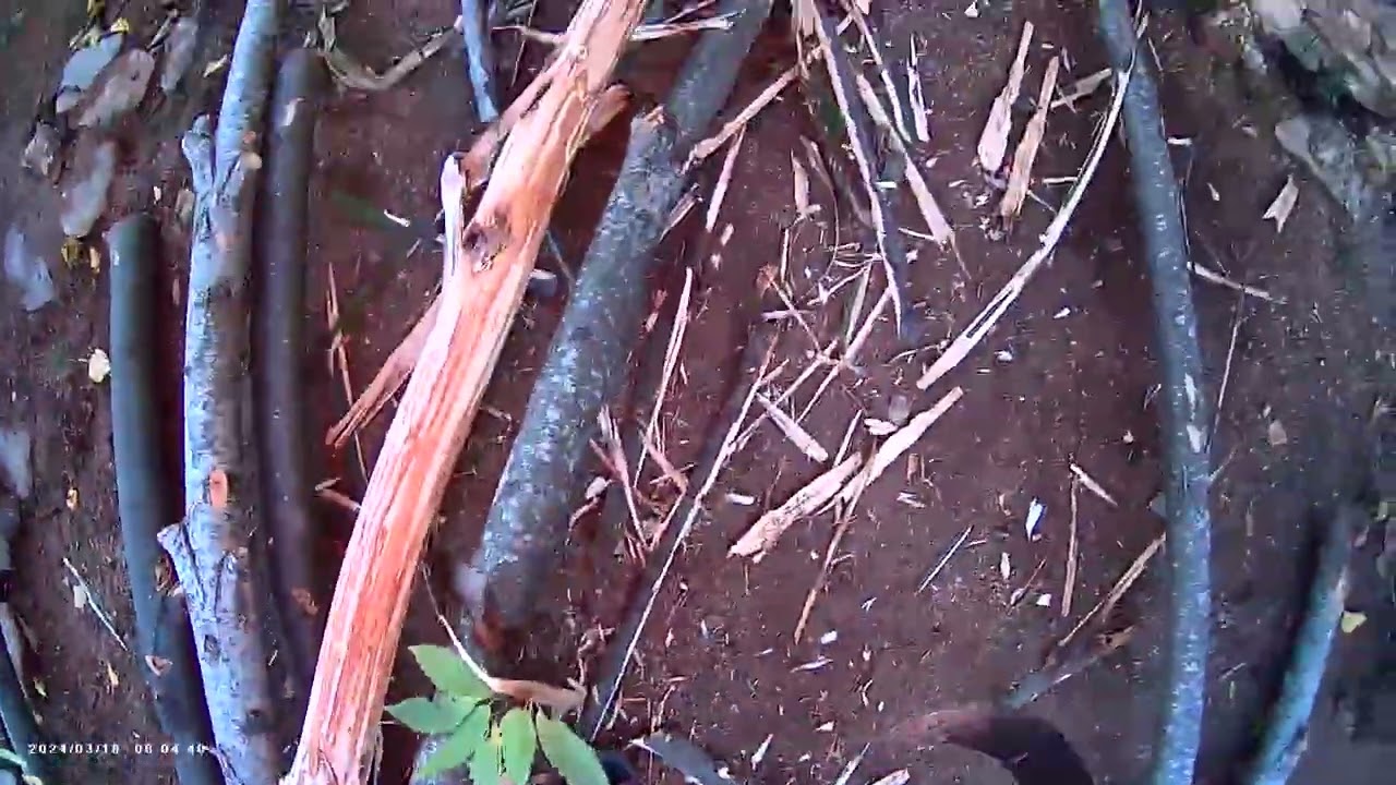 “Preparing Logs for Construction – Bark Removal Process”