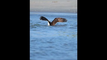Osprey Lands Gracefully for a Dip #bird #birdofprey #osprey