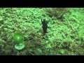 Video, Diving in Anilao (Philippines) Part 4