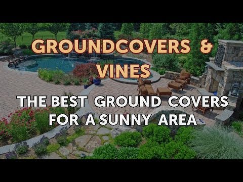 The Best Ground Covers for a Sunny Area
